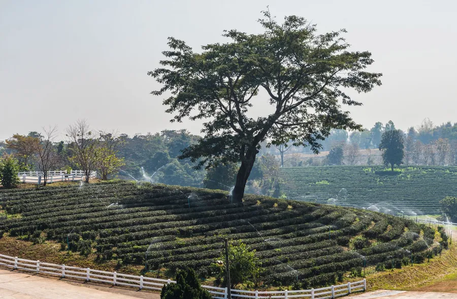 Montañas y campos del norte de Chiang Rai