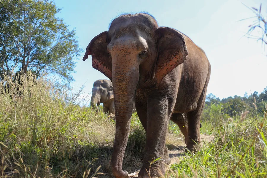 Elephant Nature Park, Tailandia